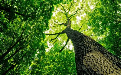 £1,000,000 – 249,000 Trees – 46 Tonnes