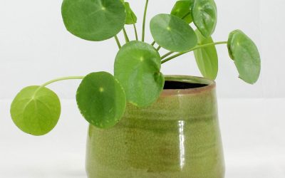 #MyChineseMoneyPlant