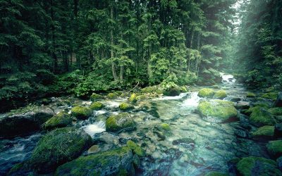 5 things you didn’t know about FSC®